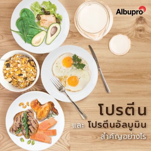 โปรตีน และโปรตีนอัลบูมิน สำคัญอย่างไร
